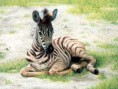 /album/fenykepgaleria/a-kis-zebra-jpg/
